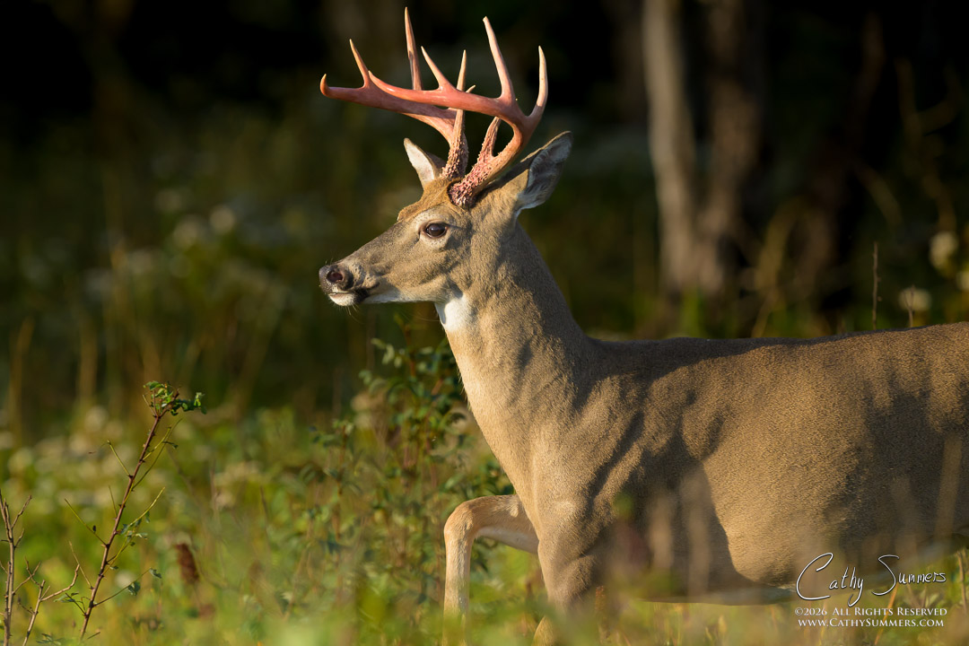 White-Tailed Buck with Antlers Freshly Free of the Velvet at Big Meadows, Shenandoah National Park