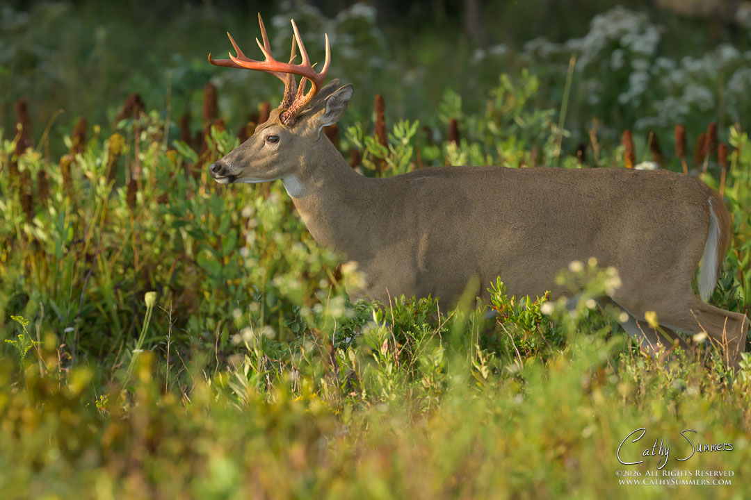 White-Tailed Buck with Antlers Freshly Free of the Velvet at Big Meadows, Shenandoah National Park