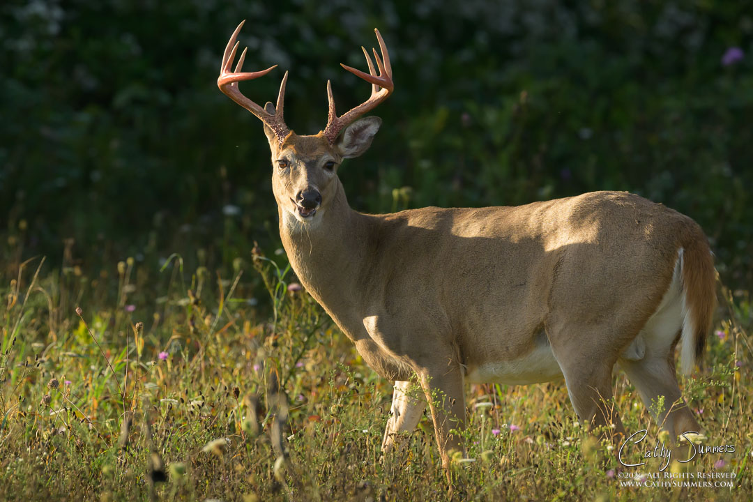 White-Tailed Buck with Antlers Freshly Free of the Velvet at Big Meadows, Shenandoah National Park