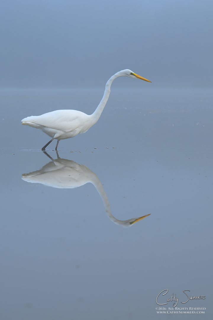 Egret in the Fog at Huntley Meadows