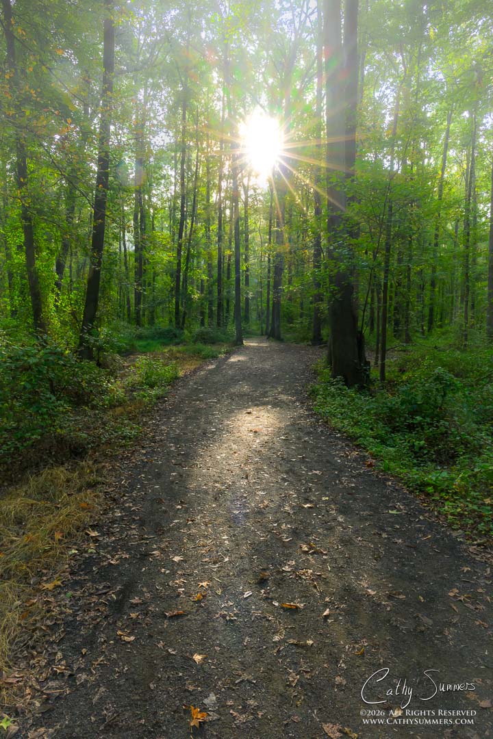 Sun Breaking Through the Fog at Huntley Meadows