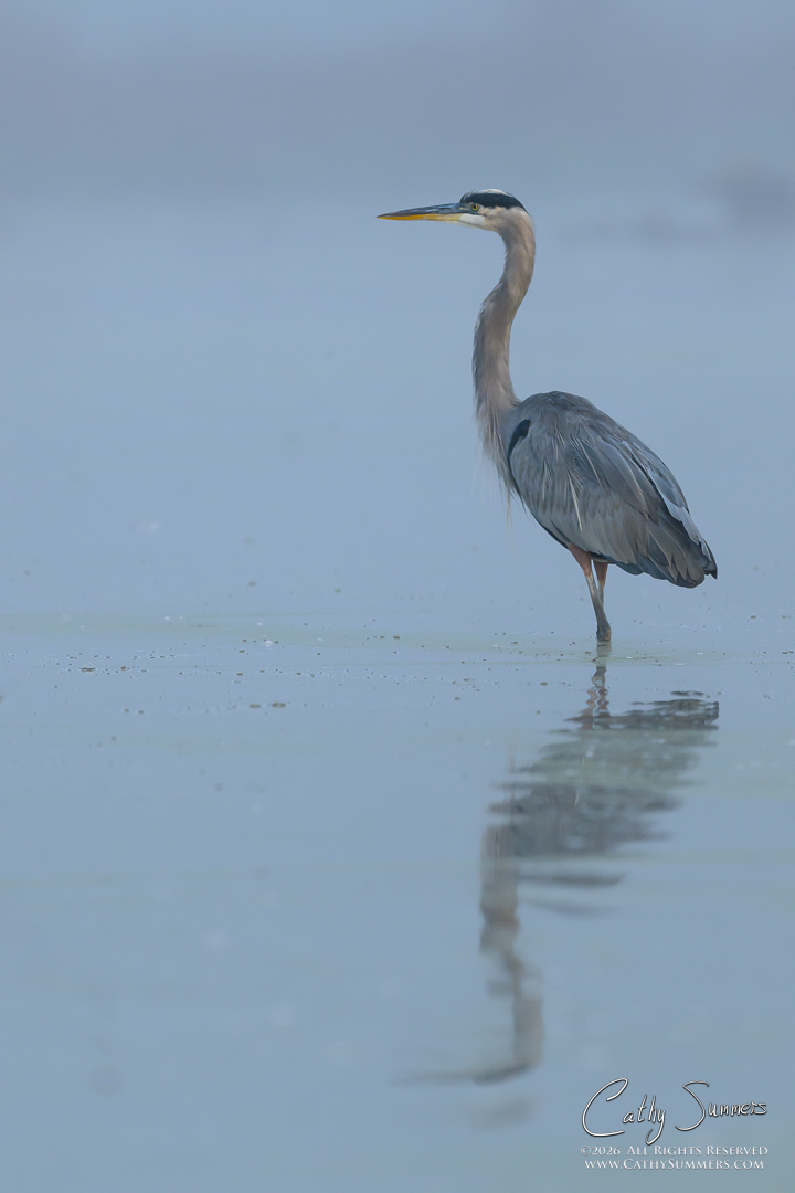 Great Blue Heron in the Fog at Huntley Meadows