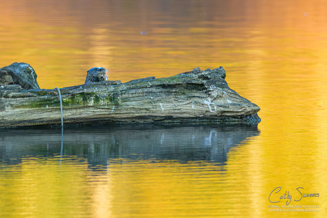 Otter on an Autumn Morning at Huntley Meadows