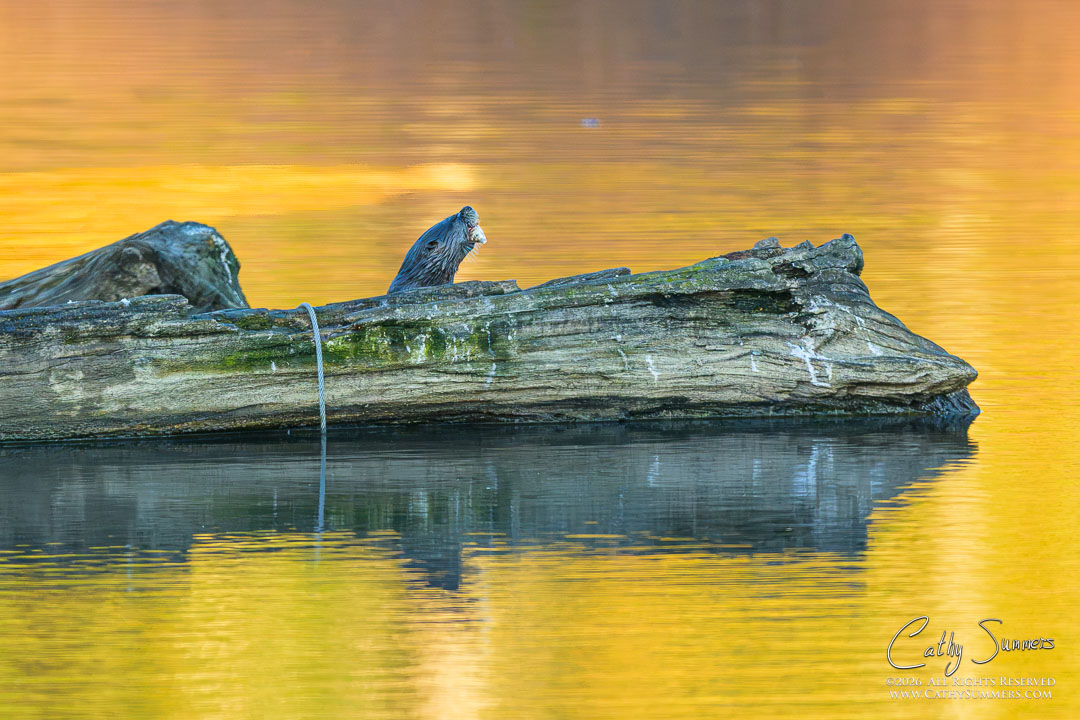 Otter on an Autumn Morning at Huntley Meadows