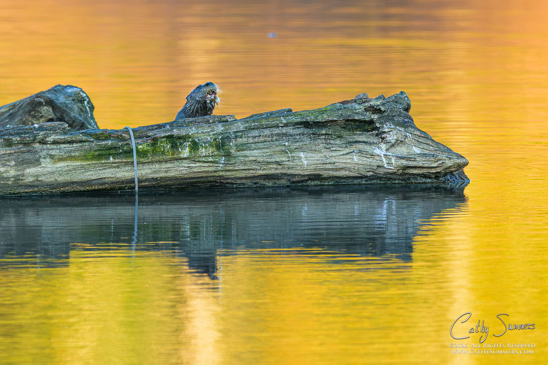 Otter on an Autumn Morning at Huntley Meadows