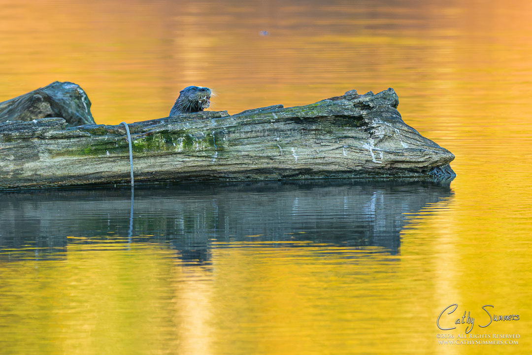 Otter on an Autumn Morning at Huntley Meadows