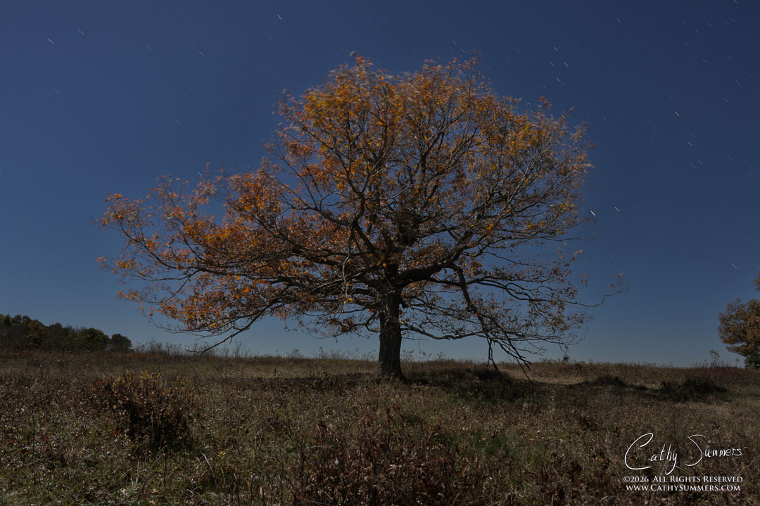 Moonlit Tree at Big Meadows, Shenandoah National Park