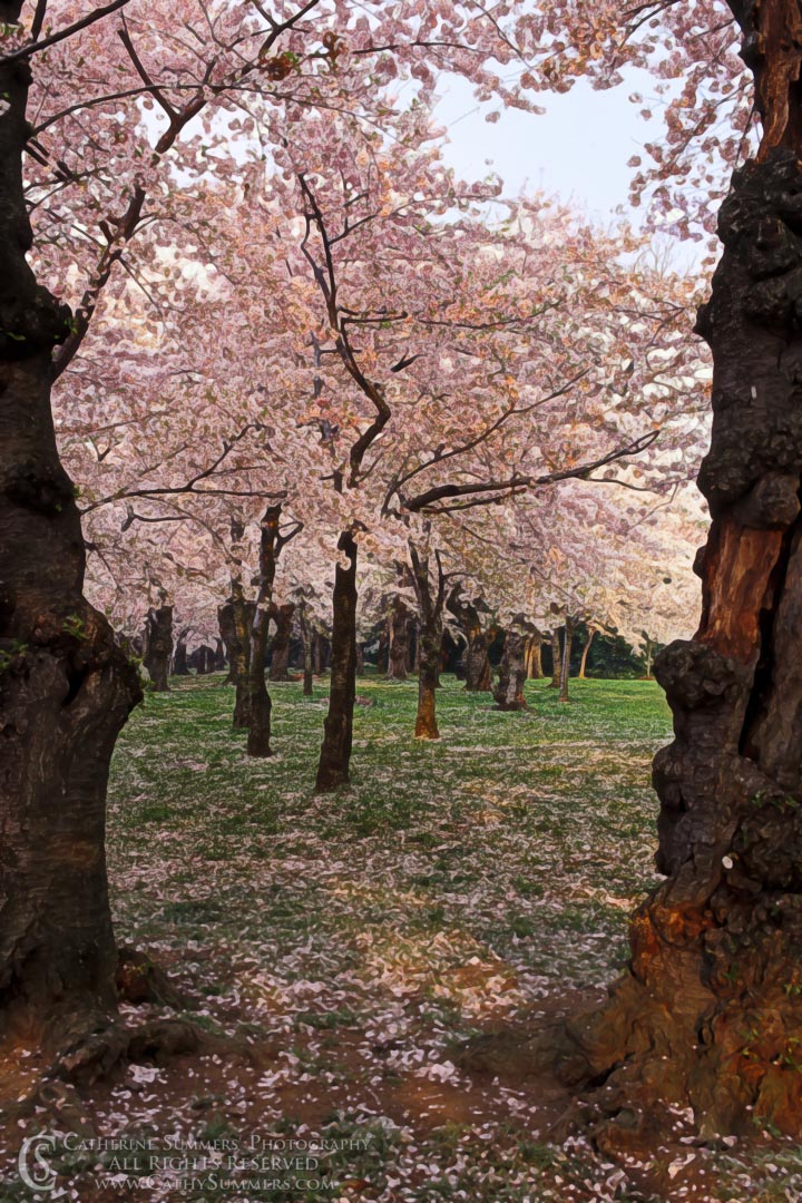 Cherry Tree Allee: Washington, DC
