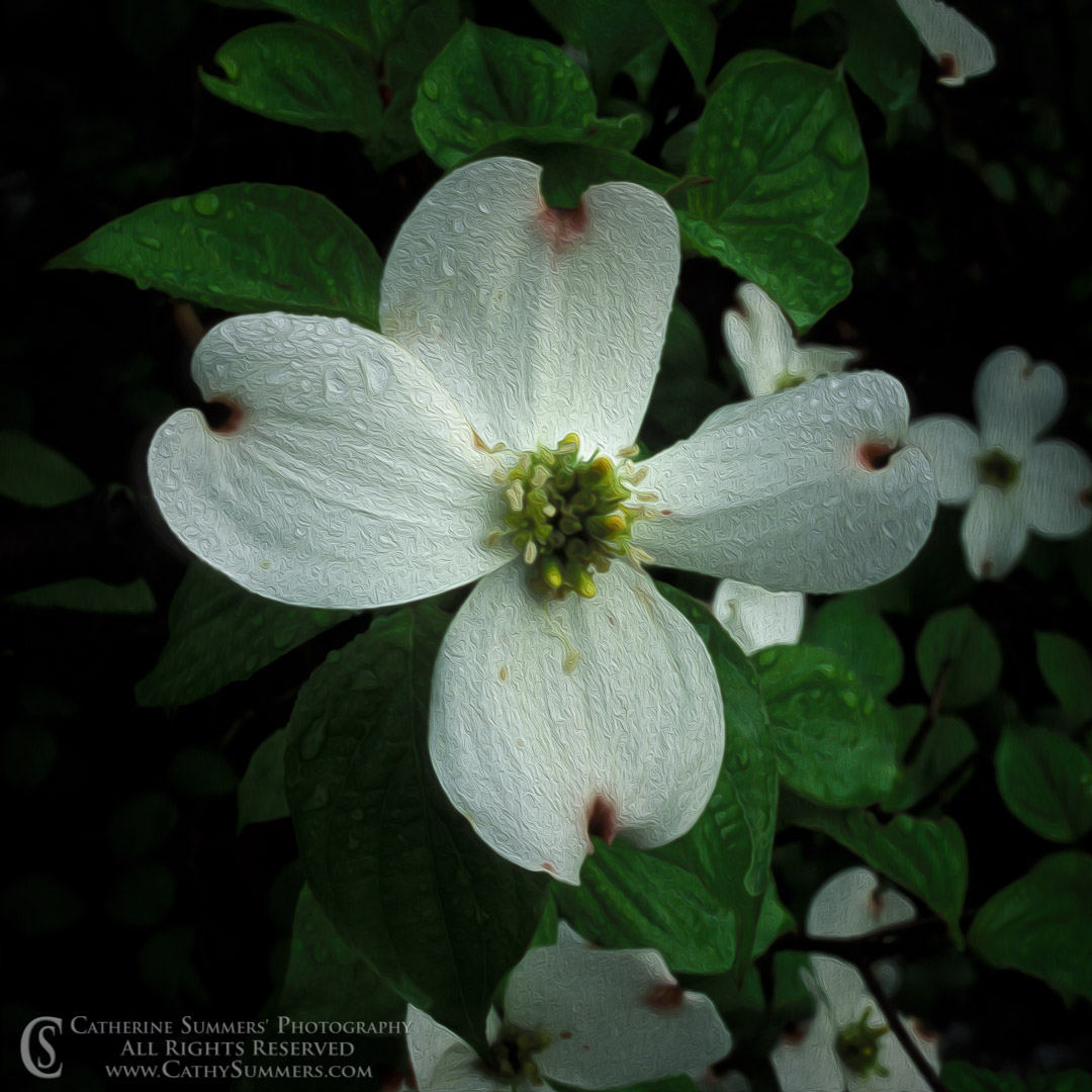 92_0390: flowers, spring, Virginia, macro, dogwood, white