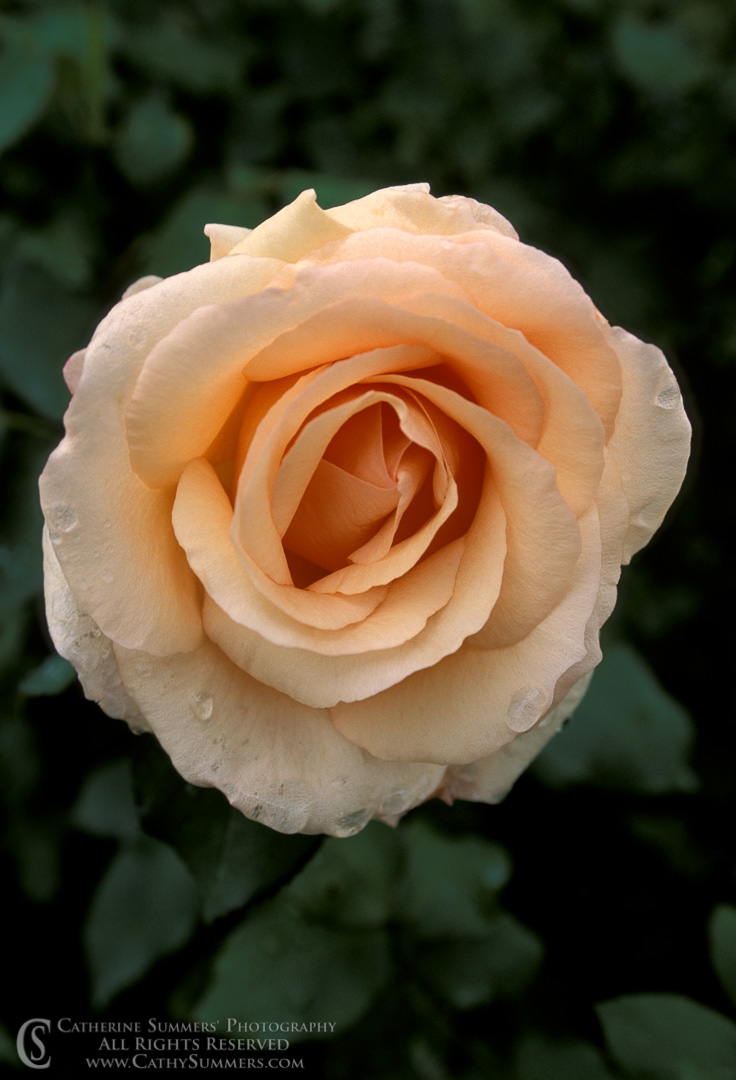 92_0757: vertical, flowers, macro, rose, summer, flower, apricot, blush