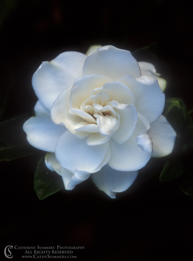 93_0862: vertical, flowers, macro, gardenia, white, flower, black and white