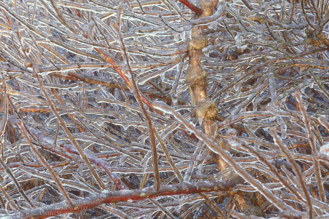 94_0014: horizontal, winter, branches, ice