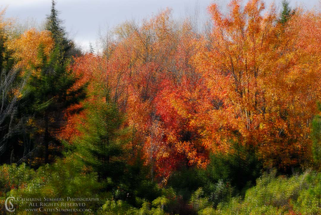 Autumn Maples and Evergreens in the Wind (Multiple Exposure): Dolly Sods, West Virginia