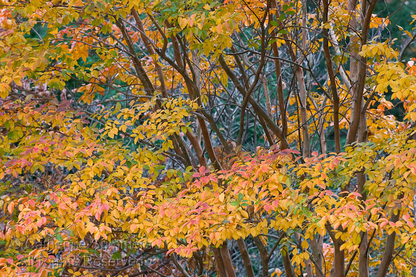 AU_2008_0018: autumn, leaves, Crape Myrtle