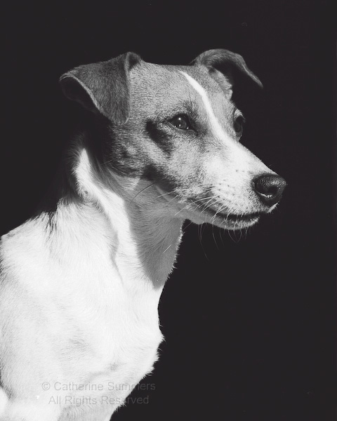 Cin_bw: Cinnamon, Jack Russell, black and white