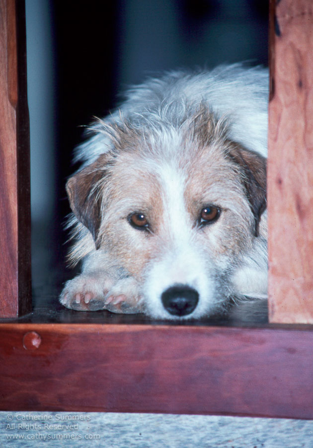 Duncan_01: vertical, portraits, Jack Russell, dogs