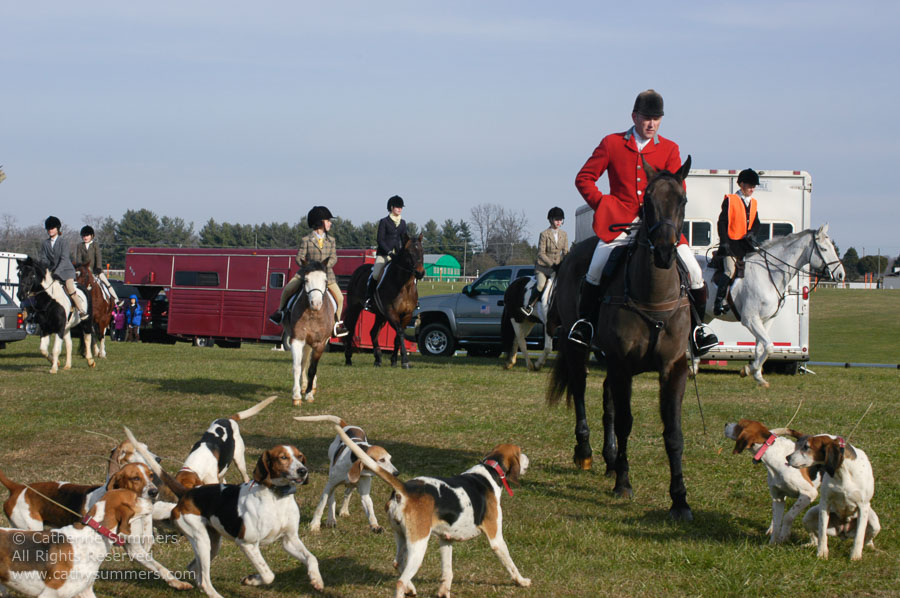 F2003_165: 2003, Farmington Hunt, Fox Hunting, Daron Beeney, hounds, Huntsman