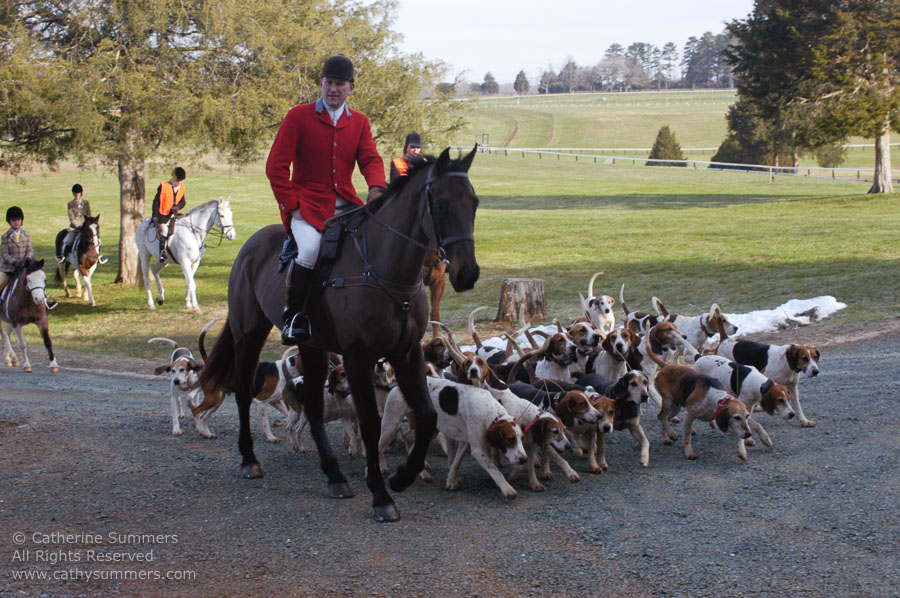 F2003_166: 2003, Farmington Hunt, Fox Hunting, Daron Beeney, hounds, Huntsman