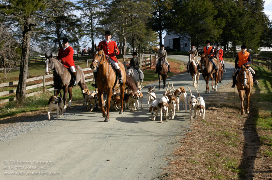 F2004_1127_04: Farmington Hunt, Fox Hunting, Jill Summers, 2004, Tommy McCauley, Daron Beeney, hounds, Huntsman, Staff, Carolyn Chapman