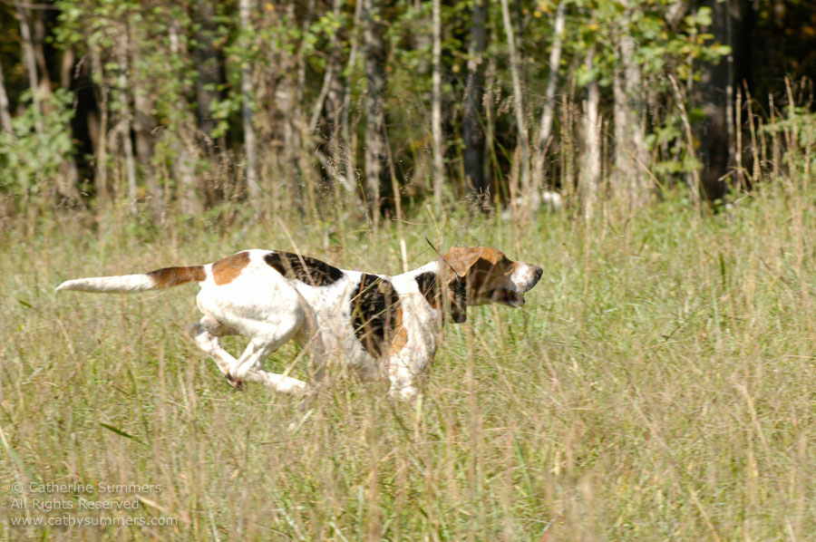 F2005_042: Farmington Hunt, Fox Hunting, 2005, hound
