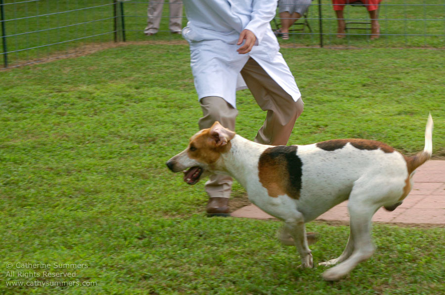 F2005_PS_08: Farmington Hunt, Fox Hunting, 2005