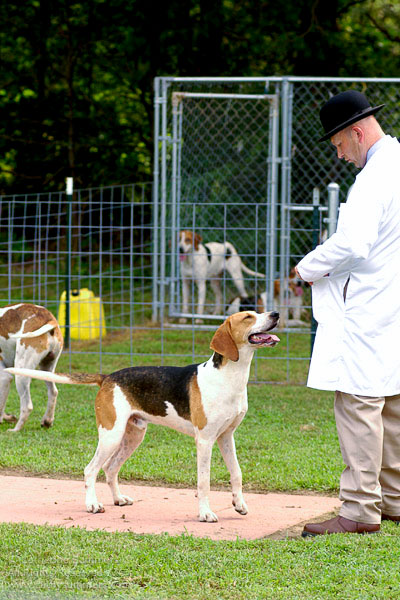 F2005_PS_14: Farmington Hunt, Fox Hunting, 2005