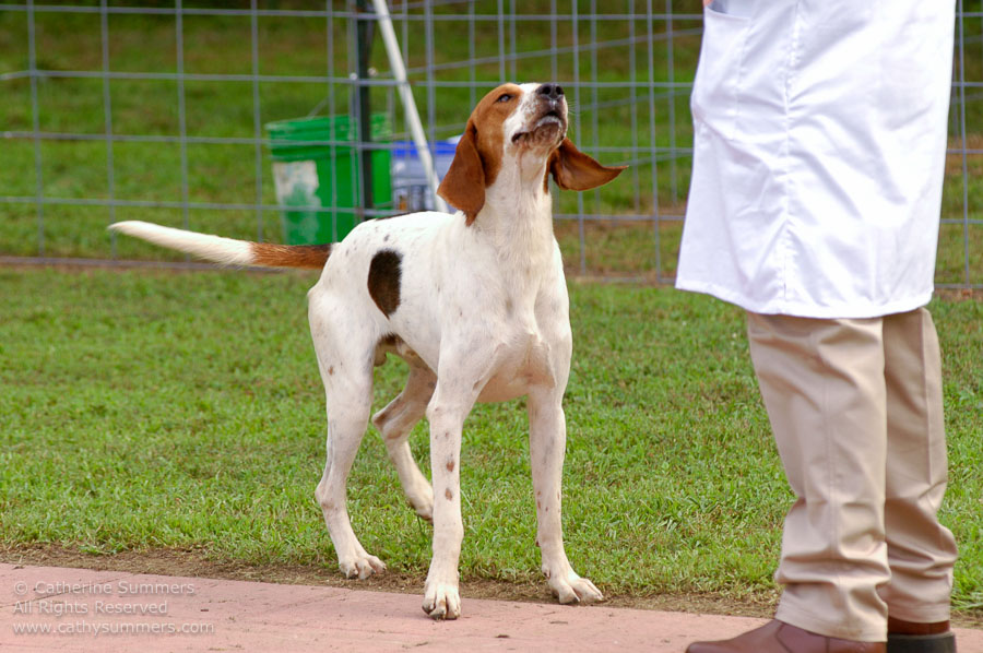 F2005_PS_17: Farmington Hunt, Fox Hunting, 2005