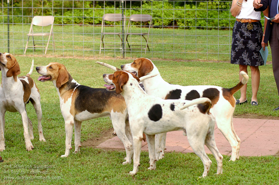 F2005_PS_18: Farmington Hunt, Fox Hunting, 2005