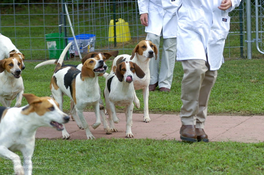 F2005_PS_24: Farmington Hunt, Fox Hunting, 2005