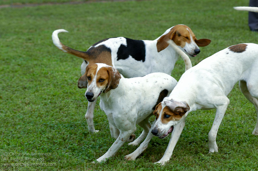 F2005_PS_26: Farmington Hunt, Fox Hunting, 2005