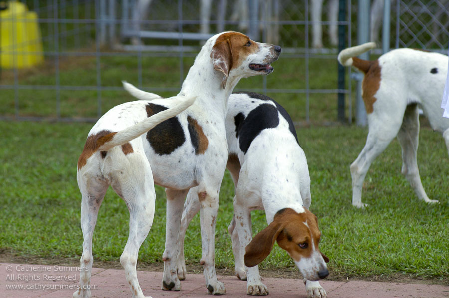 F2005_PS_29: Farmington Hunt, Fox Hunting, 2005
