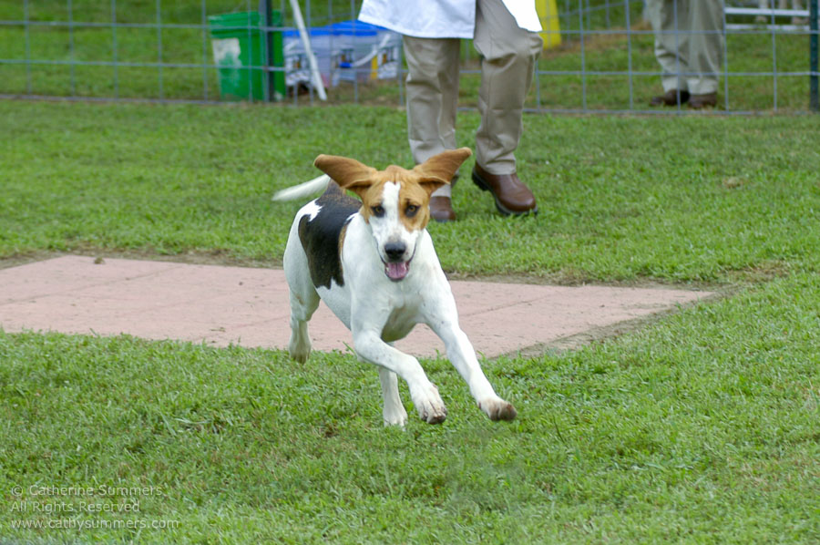 F2005_PS_30: Farmington Hunt, Fox Hunting, 2005