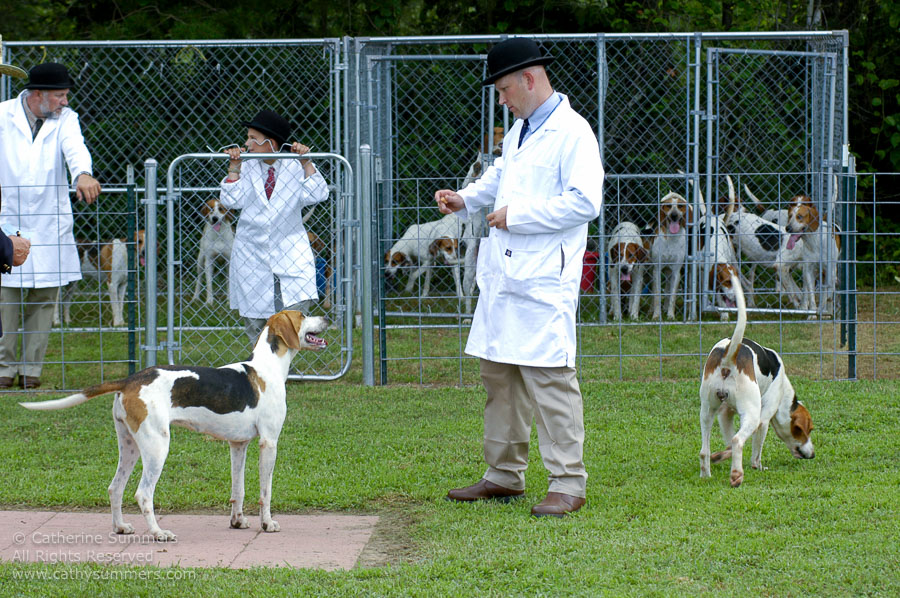 F2005_PS_31: Farmington Hunt, Fox Hunting, 2005