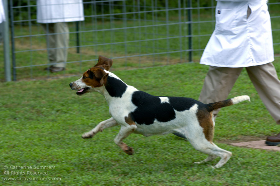 F2005_PS_35: Farmington Hunt, Fox Hunting, 2005