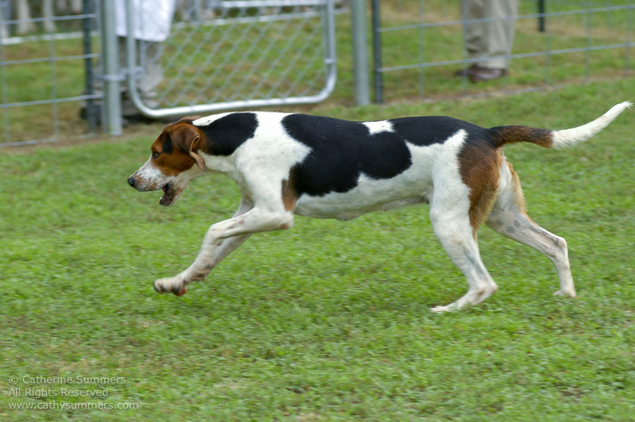 F2005_PS_36: Farmington Hunt, Fox Hunting, 2005