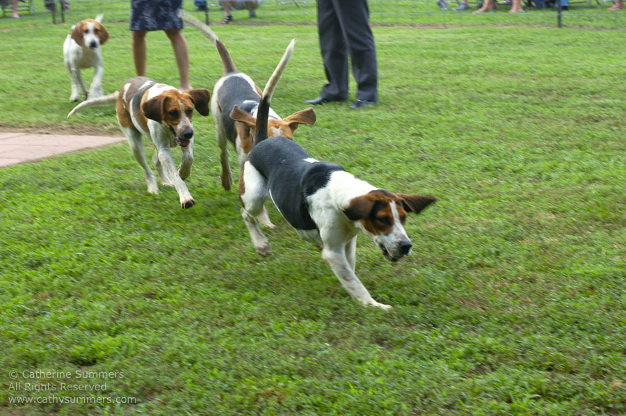 F2005_PS_38: Farmington Hunt, Fox Hunting, 2005