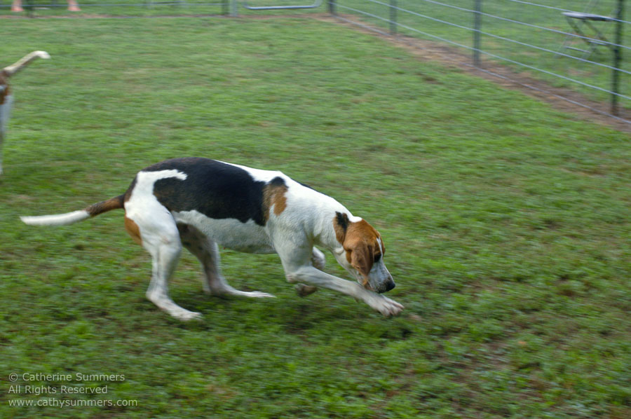 F2005_PS_40: Farmington Hunt, Fox Hunting, 2005