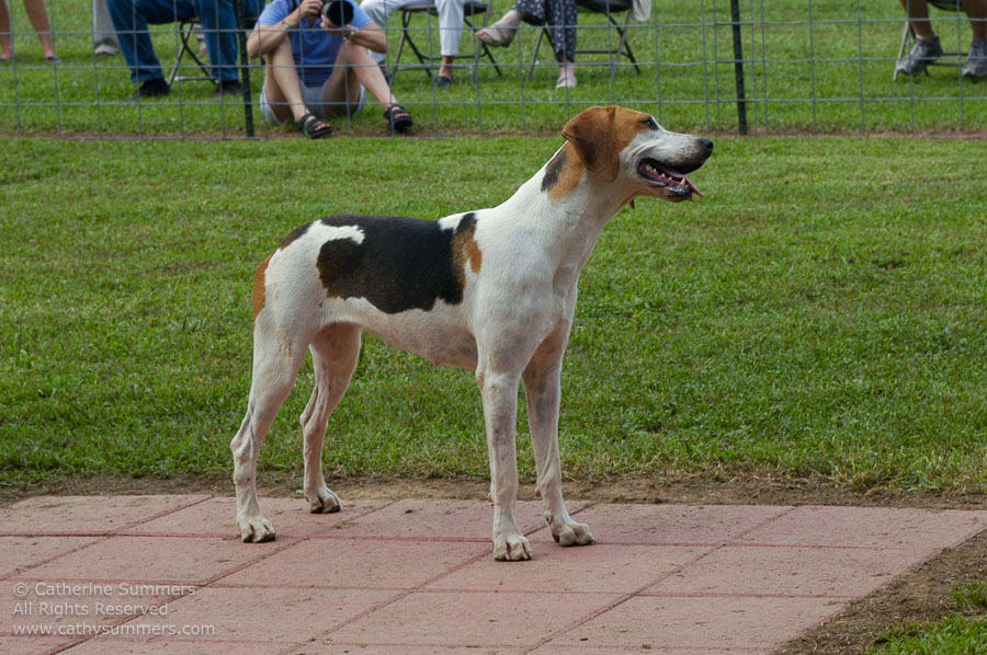 F2005_PS_44: Farmington Hunt, Fox Hunting, 2005