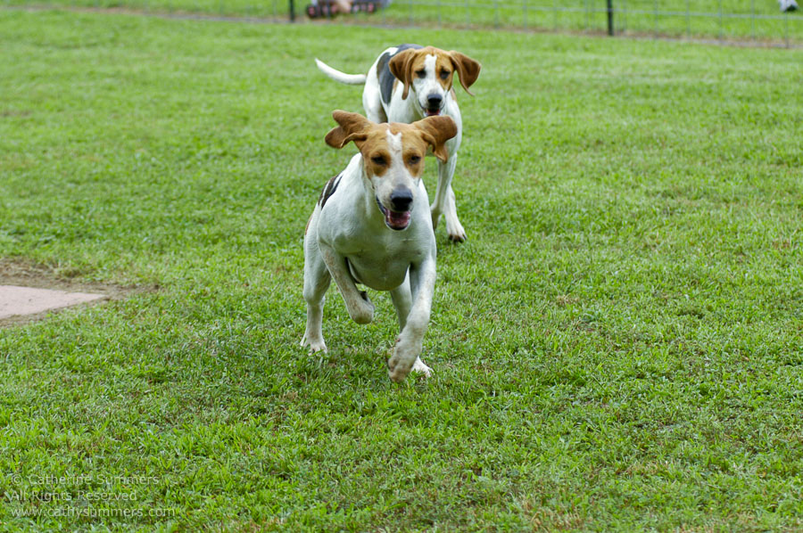 F2005_PS_46: Farmington Hunt, Fox Hunting, 2005