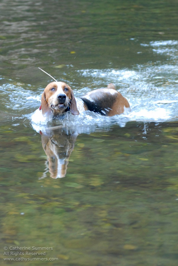 FH2006_026: Farmington Hunt, Fox Hunting, 2006, hound