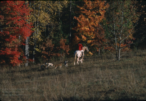 FH_1978_0005: autumn, hounds, Huntsman, Jack Eicher