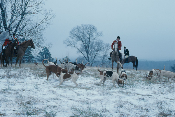 FH_1978_0034: snow, hounds, Huntsman, Jack Eicher, Knole III