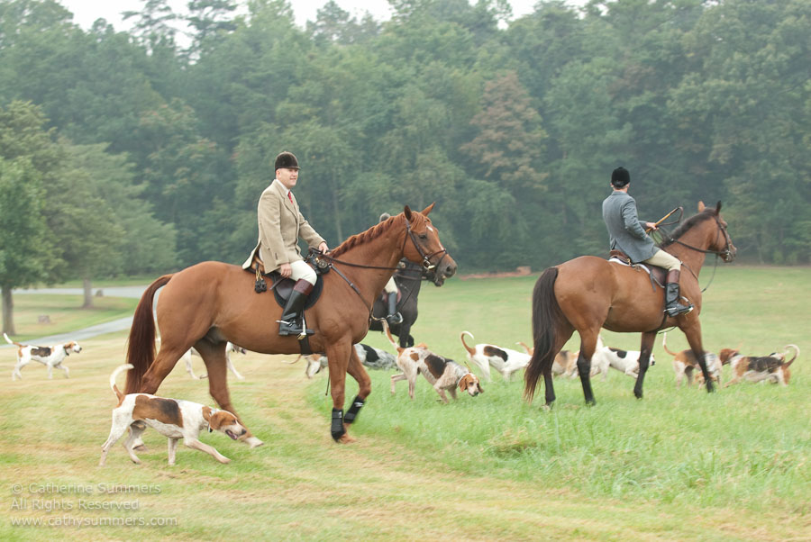 FH_20090907_003: Farmington Hunt, Fox Hunting, Daron Beeney, hounds, Huntsman, Foxfield, cubbing