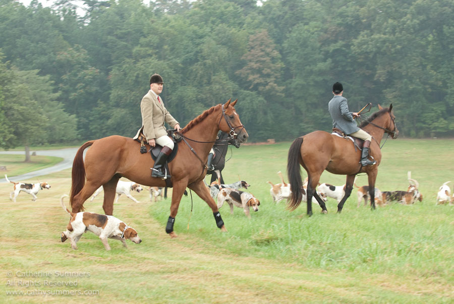 FH_20090907_004: Farmington Hunt, Fox Hunting, Daron Beeney, hounds, Huntsman, Foxfield, cubbing