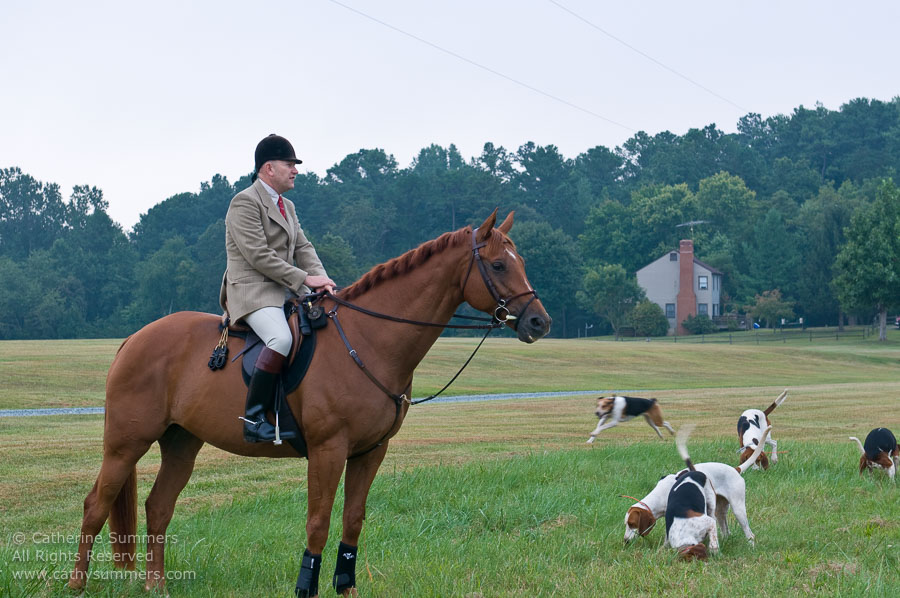 FH_20090907_007: Farmington Hunt, Fox Hunting, Daron Beeney, hounds, Huntsman, Foxfield, cubbing