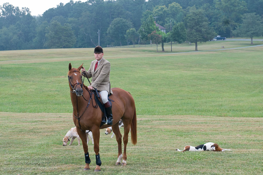 FH_20090907_012: Farmington Hunt, Fox Hunting, Daron Beeney, hounds, Huntsman, Foxfield, cubbing