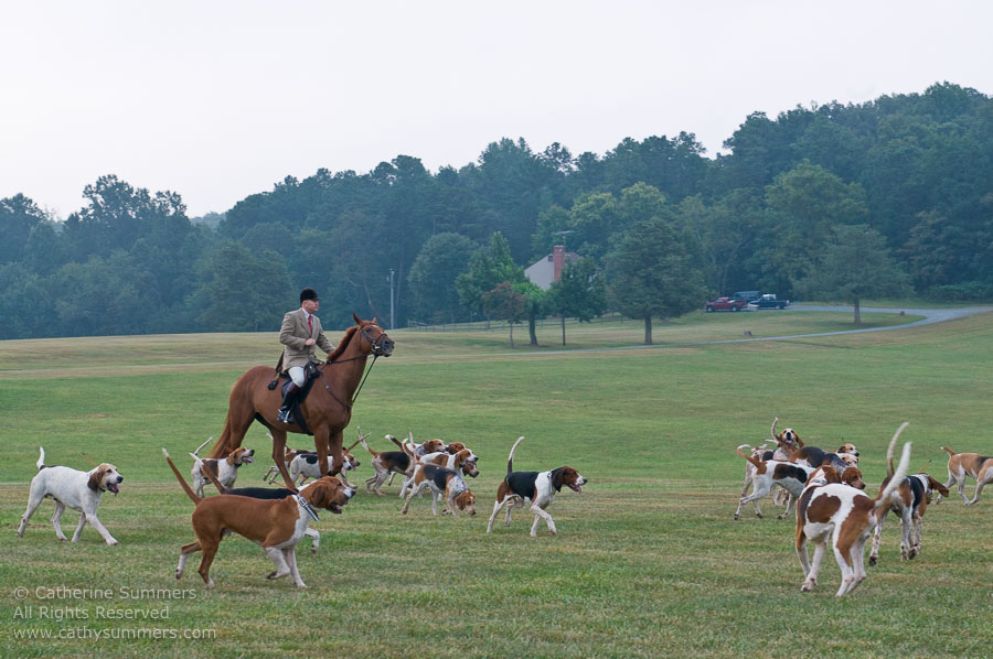 FH_20090907_013: Farmington Hunt, Fox Hunting, Daron Beeney, hounds, Huntsman, Foxfield, cubbing