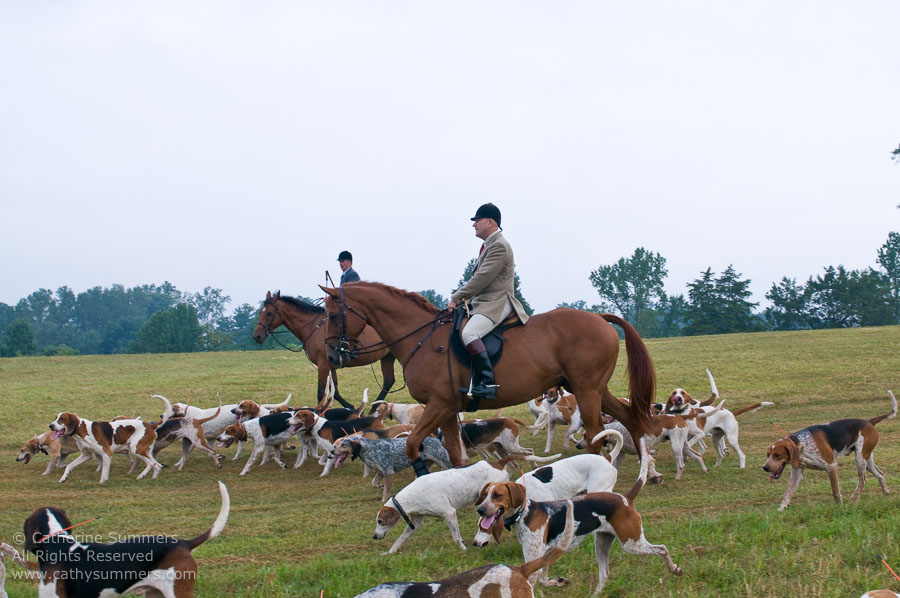 FH_20090907_020: Farmington Hunt, Fox Hunting, Daron Beeney, hounds, Huntsman, Foxfield, cubbing