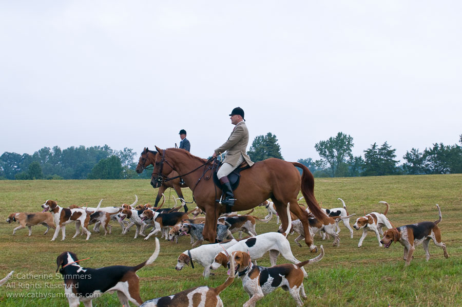 FH_20090907_021: Farmington Hunt, Fox Hunting, Daron Beeney, hounds, Huntsman, Foxfield, cubbing