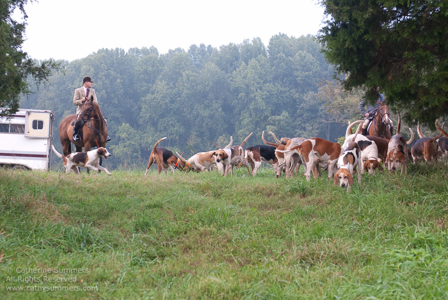 FH_20110905_016: Daron Beeney, hounds, cubbing, Mint Meadows